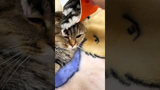 Beautiful cat😍😍animals reels funny shortvideo cat [upl. by Raskin858]