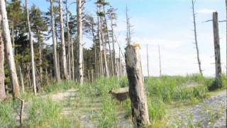 Langara Island highlights [upl. by Tegan741]