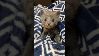 Noodles 🍜 has a dream 🥺… babykitten dreams fosterkitten cutekitten [upl. by Evangelin473]