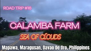 CALAMBA FARM SEA OF CLOUDS ROAD TRIP 16 [upl. by Rozalie]