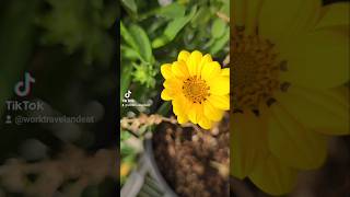 Gazania bloomsgazania flower Australia gardening propagation plantcutting nature freeplant [upl. by Notlad]