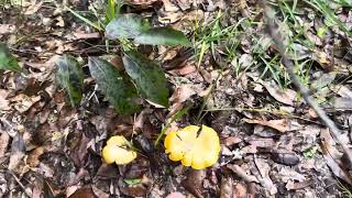 How to find chanterelle mushrooms [upl. by Yddur]