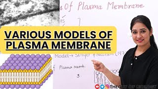 MODELS OF PLASMA MEMBRANE STRUCTURECELL BIOLOGY NEETCLASSXICBSEICSE BOARD [upl. by Sabian455]