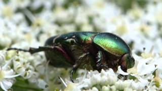 Gemeiner Rosenkäfer Cetonia aurata [upl. by Garris]