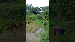 Tiger attack while fishing in lake shorts tiger vfx wildlife trending leopard animals [upl. by Skill811]