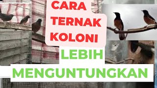 Untung BERLIMPAH amp EFISIEN Ternak Murai Batu Koloni [upl. by Gaw]