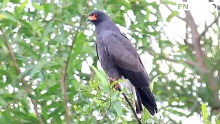 Gavilán Caracolero Rostrhamus sociabilis Snail Kite [upl. by Eeryn]