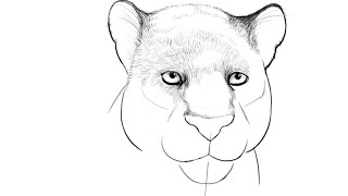 How to draw Bagheera from Jungle Book [upl. by Saire]