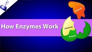 How Enzymes Work [upl. by O'Reilly594]