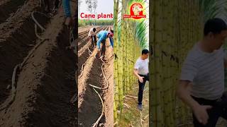 Sugarcane plantation and harvesting  satisfying  sugarcane  bamboo  amazing [upl. by Cressy]