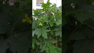 healthyplants  vegetable plant ☘️ nature shorts yt shorts garden YouTube 😊🏡☀️ [upl. by Benisch]