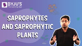 Saprophytes and Saprophytic Plants [upl. by Allehs]