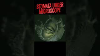 Stomata under microscope  Opening and closing of stomata stomata biology ncert anatomy [upl. by Htabazile]