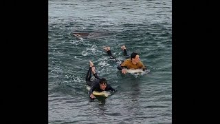 Caught on Camera Shark bites surfers leg in Australia [upl. by Anelrad]