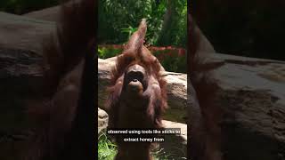 Are Orangutans the Ultimate Tool Users Discover Their Incredible ProblemSolving Skills [upl. by Iveel]