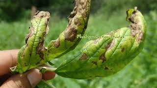 Alternaria leaf spot disease of sesamum [upl. by Datha]