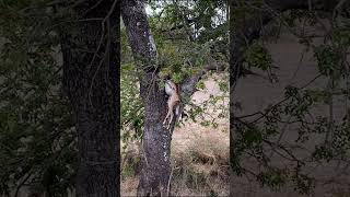 Hyena jumps into tree to steal Impala  Lion Sands Game Reserve  Kruger National Park [upl. by Diet]