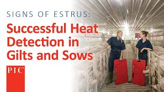 Heat Detection in Gilts and Sows  Pig Improvement Company [upl. by Drofdeb496]