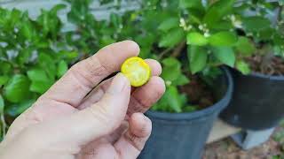 Growing Fresh Lemons Limes And Oranges At Home [upl. by Ennaer]