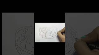 How to draw a Mitochondria easily  Biology Drawing Easy Science Structurartgallery1993science [upl. by Kilmarx590]