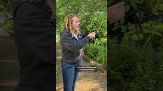 🌳 Amelanchier canadensis serviceberry a fruitbearing native tree FruitTrees Foraging [upl. by Verras]