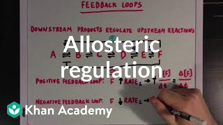 Allosteric regulation and feedback loops  Biomolecules  MCAT  Khan Academy [upl. by Sairtemed]