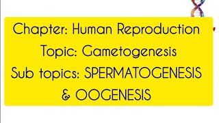 GametogenesisClass12th BiologyHuman Reproduction [upl. by Romney]