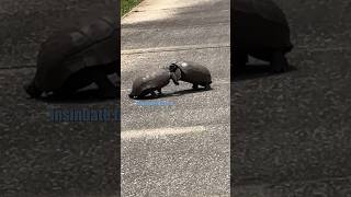 🐢 Tortoise Dispute  Video taken by me shorts [upl. by Torp]