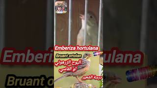 Emberiza hortulan درسة الشعير البوح الزرهوني او الفاسي bruant ortolan [upl. by Caspar]