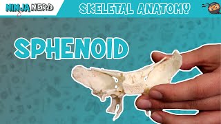 Sphenoid Bone Anatomy [upl. by Aklim863]