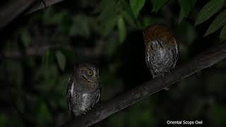 Oriental Scops Owl [upl. by Nesilla]