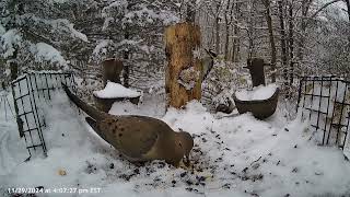 Snowy day at the bird feeder Michigan [upl. by Roberto764]