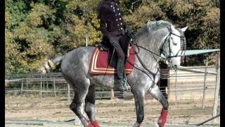 Genio  Travail Trot Galop Rassemblés 2 [upl. by Anirba]