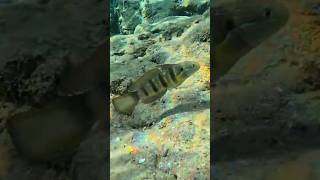 Butterflytailspot goby RedSeaBit fish redsea redseadiving snorkeling [upl. by Leunad309]