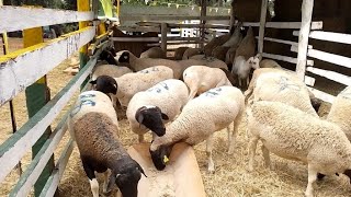 Dorper Sheep Farming in Kenya farming sheepfarming championship breeding [upl. by Anirrak504]