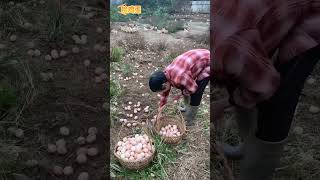 Harvesting Eggs with a Ladle InnovativeFarming BackyardChickens FreshEggs [upl. by Zonda676]