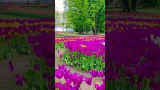 Morges Tulip Festival 2024 Switzerland  Beautiful Places [upl. by Htenaj]