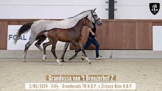 NR 4 GRANDESSA VAN T BREEZERHOF Z  Bloody filly with Olympic Grandorado power [upl. by Hairim]