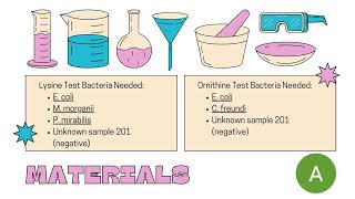 Group 1 Adamari De La Cerda Mario Flores Castro – Lab Report 6 Decarboxylase Tests Fall 2024 [upl. by Essilem]