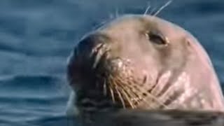 How Marine Mammals Survive Underwater Life  BBC Studios [upl. by Nosiaj]