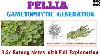 PELLIA Sexual Reproduction  Gametophytic Generation Bsc botany Notes with Full Explanation ZBC [upl. by Marlie]