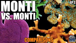 Monti vs Monti  COMPARING Montipora Corals  Capricornis Digitata Undata Encrusting amp More [upl. by Adnuhsed]