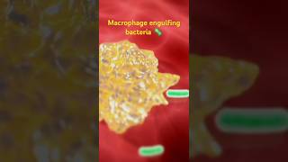 How macrophage eats bacteria 🦠Macrophage workingengulfing bacteria [upl. by Oinota]