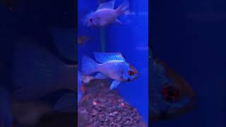 Aquarium Central  American Cichlid Neon Electric Blue Rams ⚡️ [upl. by Erasaec]