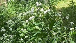 Tall boneset and goldenrod in late August [upl. by Comstock]