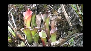 A bunch of Heliamphora amp more Chimanta Tepui and LosTestigos With Stewart McPherson [upl. by Valencia]