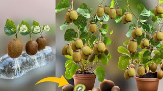 How To Grow Kiwi Plants From Kiwi Fruit in Water Using Water Bottles [upl. by Bunnie]