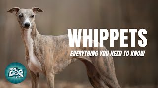 Whippets Dogs 101 Everything You Need To Know [upl. by Kendra]