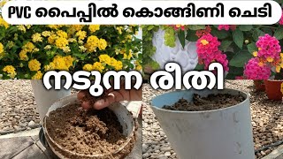 How to grow Lantana plant in PVC pipe l Lantana care amp propagation l increase blooms l Lincys Link [upl. by Atonsah]