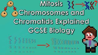 Mitosis Explained  WJECAQA Biology  GCSE REVISION Year 11 [upl. by Dranel]